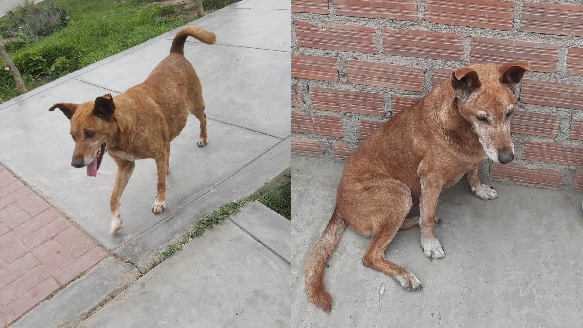 Ventanilla: familia busca a perrita Julieta desaparecida hace dos semanas