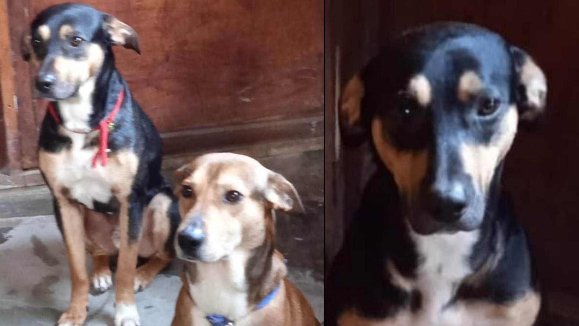 Ventanilla: perrito Aurelio lleva perdido desde hace once días