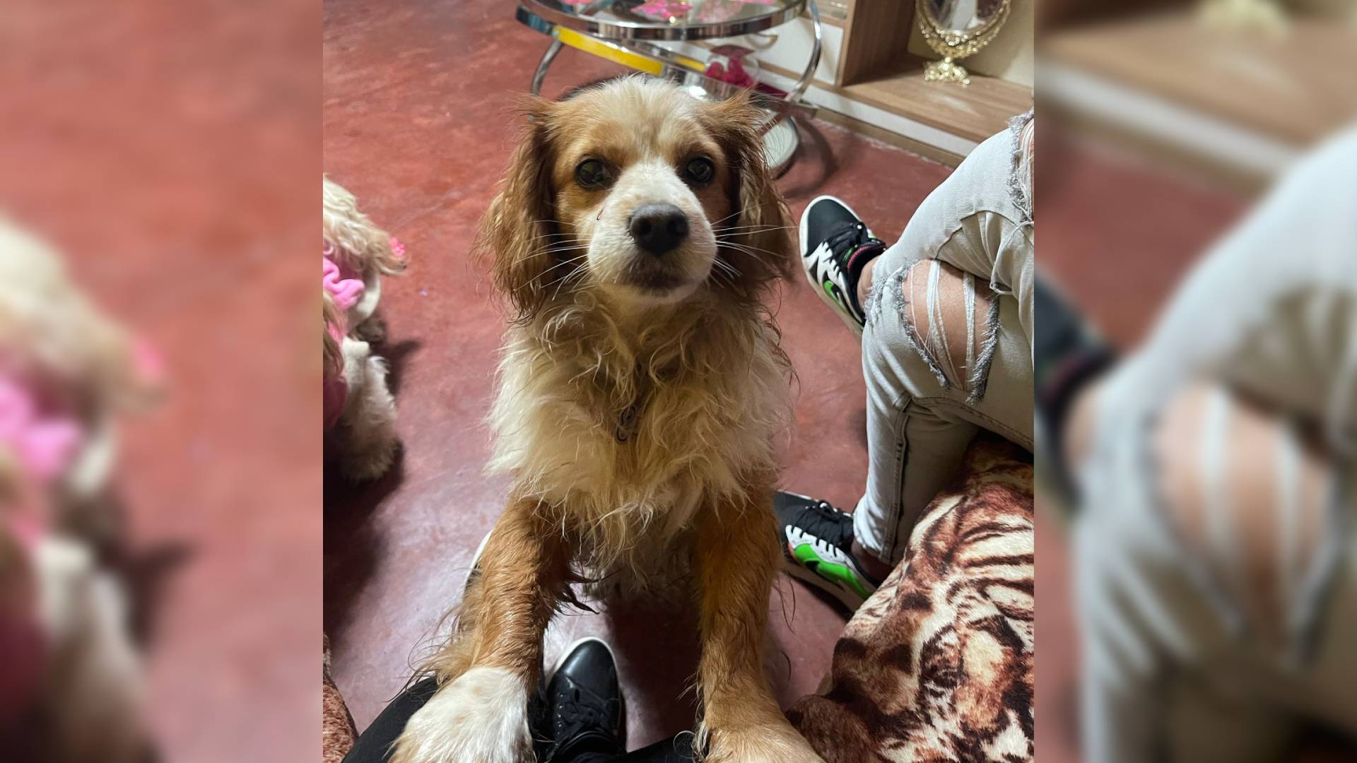 Villa El Salvador: familia ofrece recompensa por información de su perrito Chato