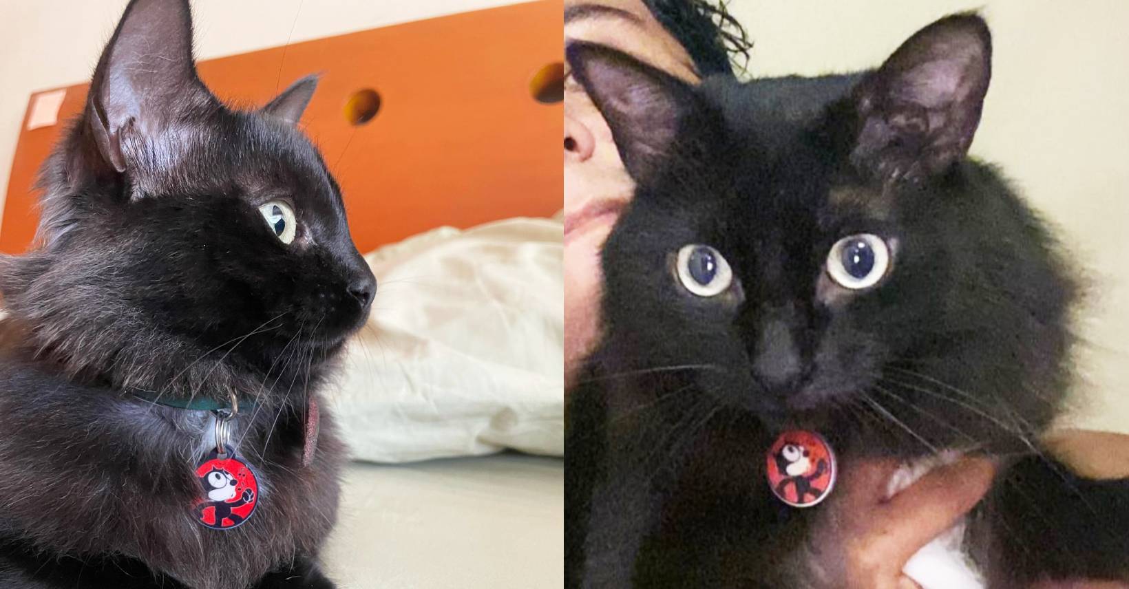 La Molina: gato llamado Nano se encuentra desaparecido hace dos días en urbanización Las Lomas