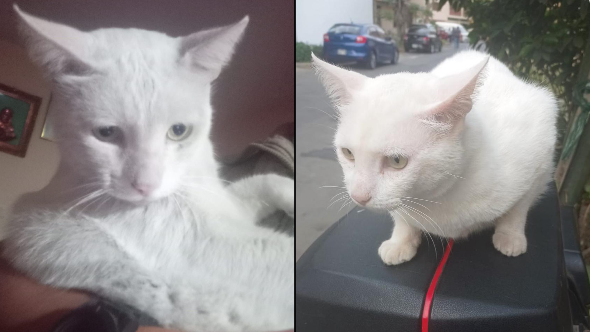 Surco: Blanquito se reencontró con su dueño tras casi dos semanas