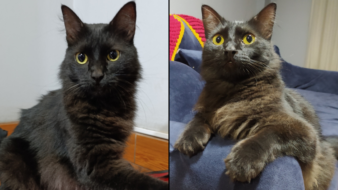 gato-michi-perdido-smp_145832.jpg
