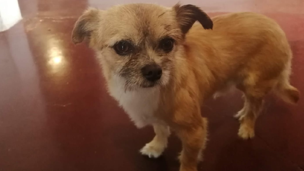 perrito-perdido-smp_637131.jpg