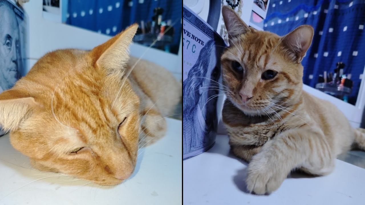 gato-desaparecido-gringo_934804.jpg