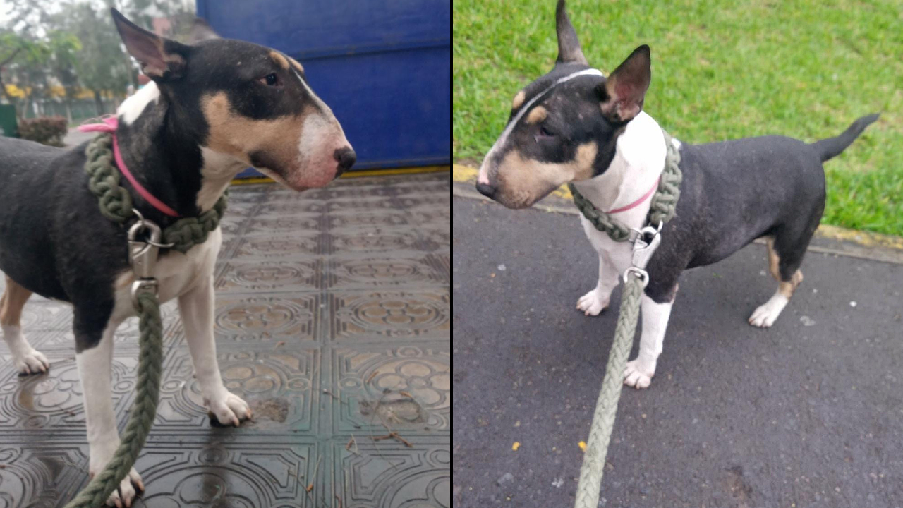 perro-desaparecido-luna2_443327.jpg
