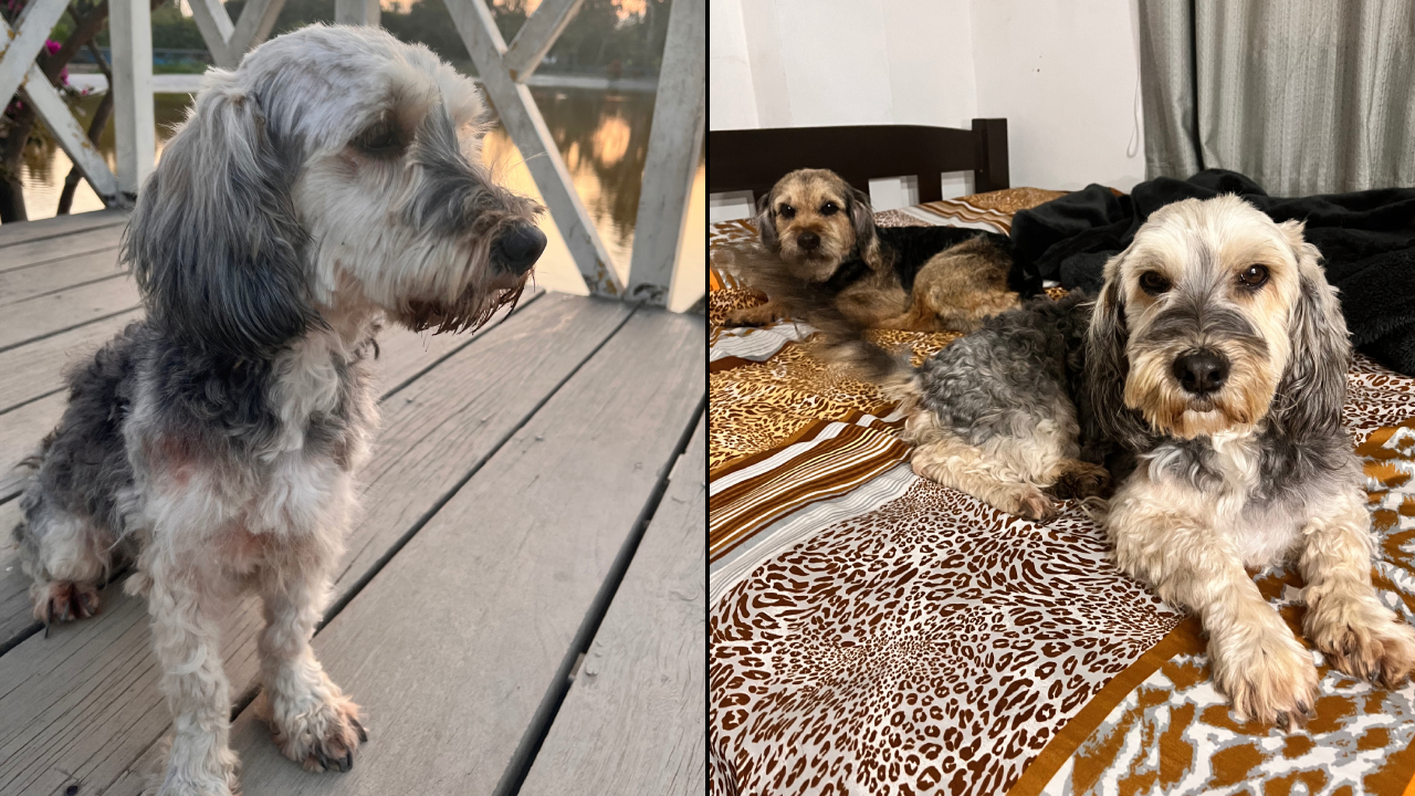 perrita-desaparecida-smp2_924599.jpg