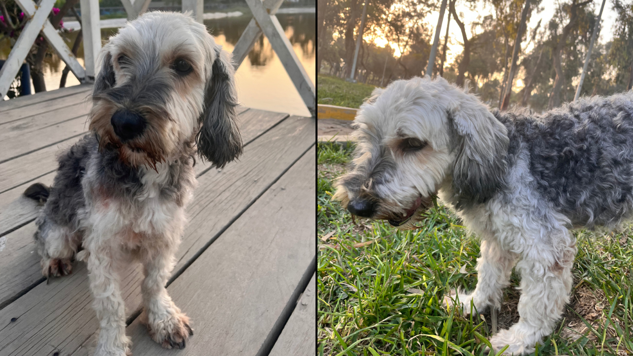 San Martín de Porres: joven busca a su perrita llamada Ketty que desapareció hace una semana