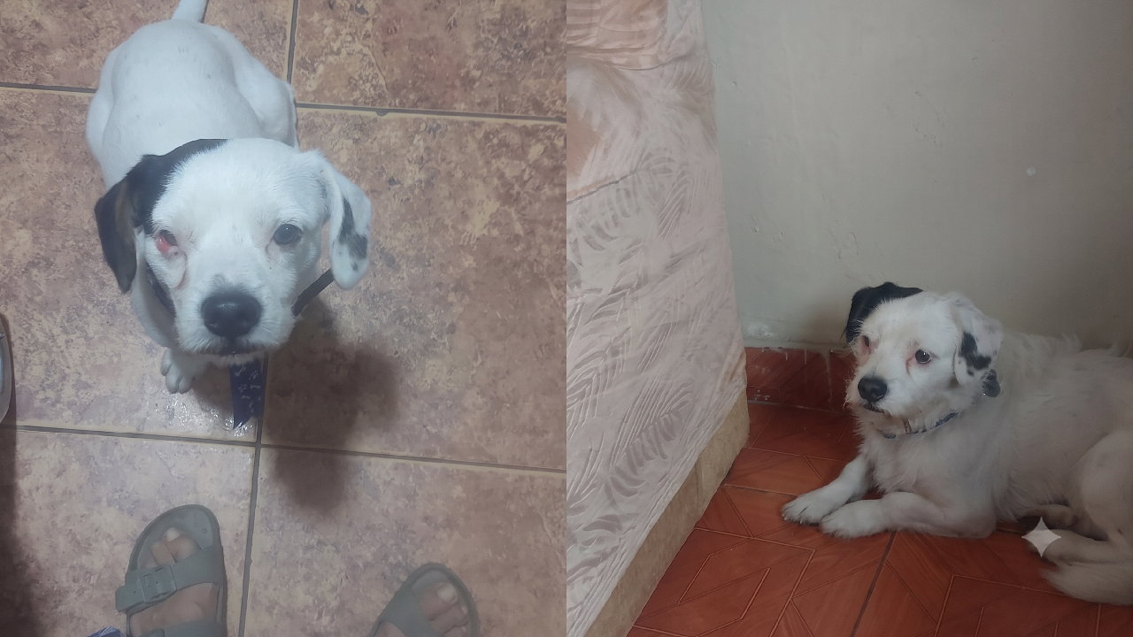perrito-perdido-sjm2_095952.jpg