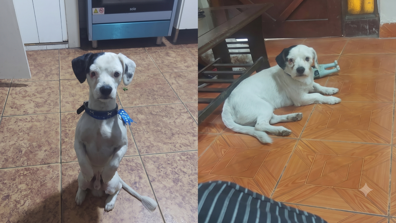 perrito-perdido-sjm_095951.jpg
