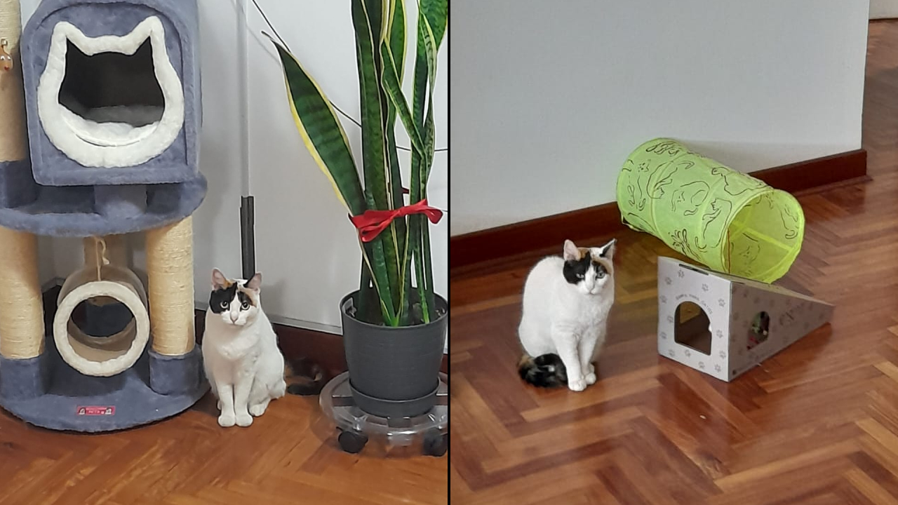 https://erotafono.radio-grpp.io/2026/08/07/gata-perdida-san-bartolo_145790.jpg