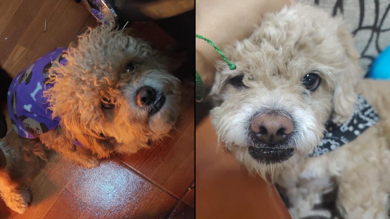 https://erotafono.radio-grpp.io/2026/09/04/perro-perdido-ves_558094.jpg